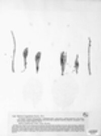 Diplodina leguminis-cytisi image